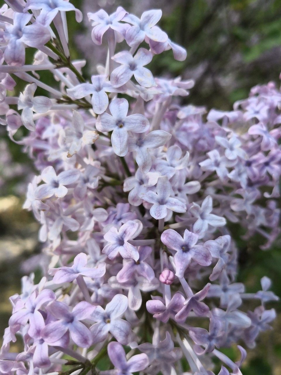 Syringa oblata flower