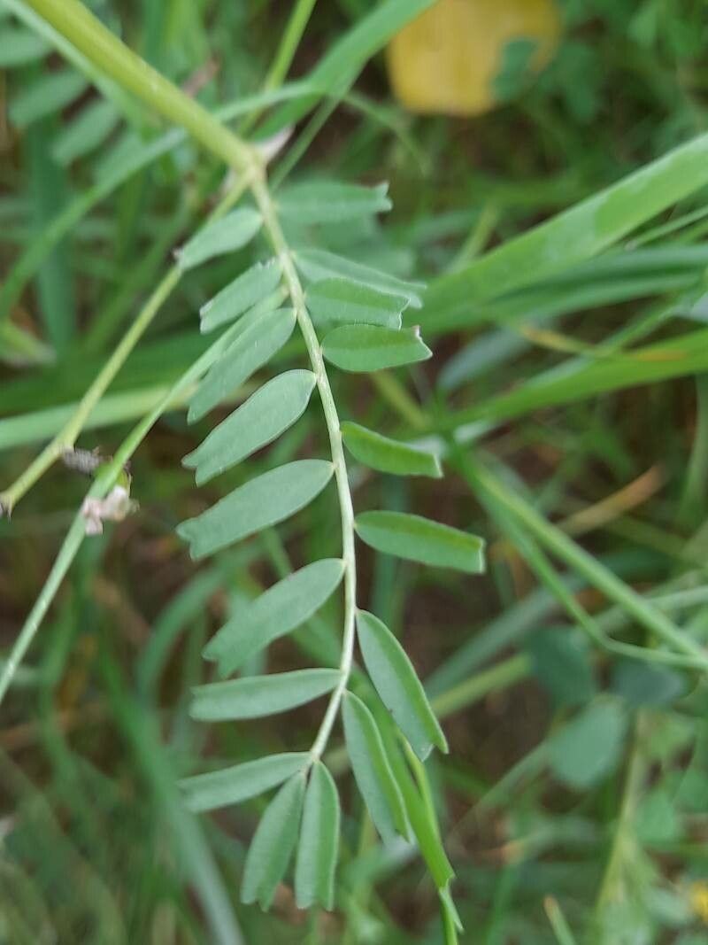 Astragalus crenatus — houseplant care guide