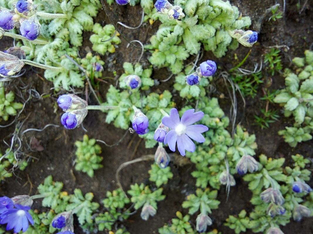 Primula primulina — search result for 'Primula'