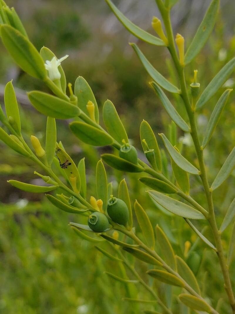 Olax stricta — houseplant care guide