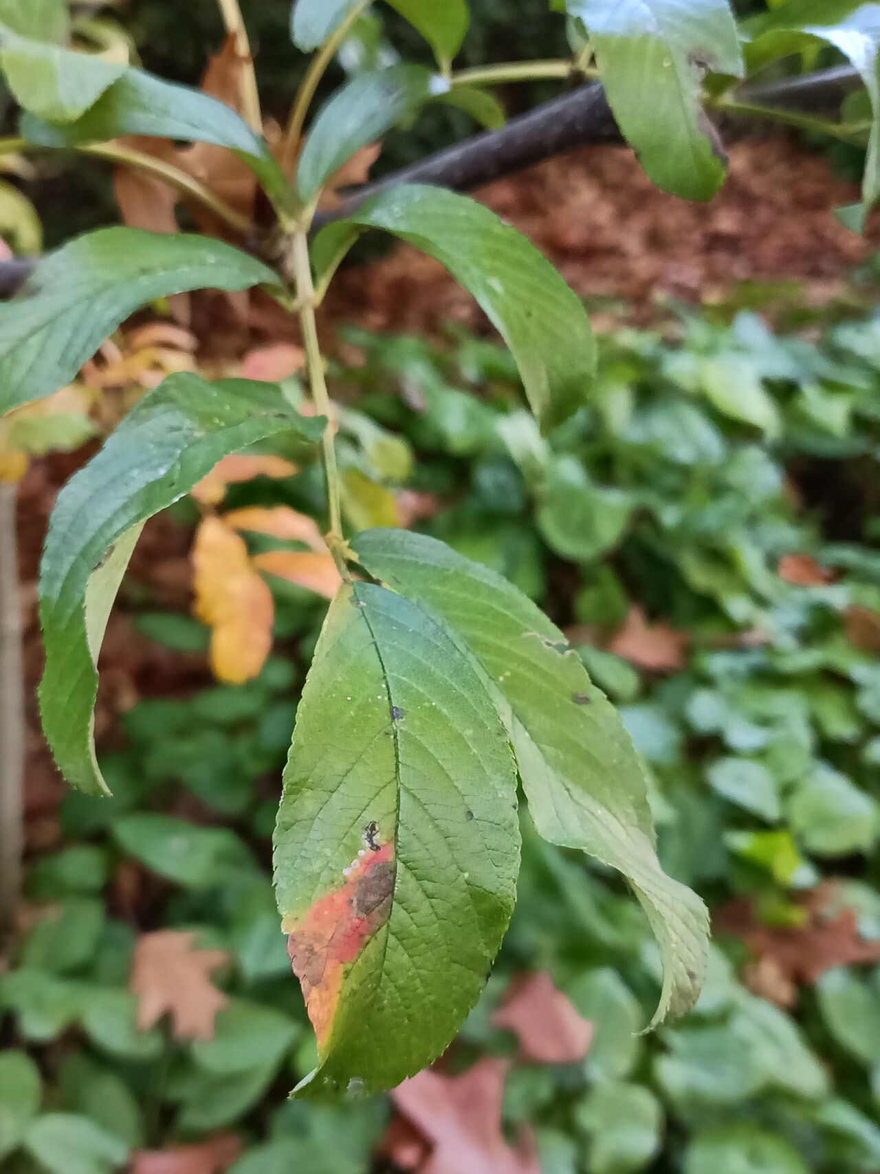Sorbus wilsoniana — houseplant care guide