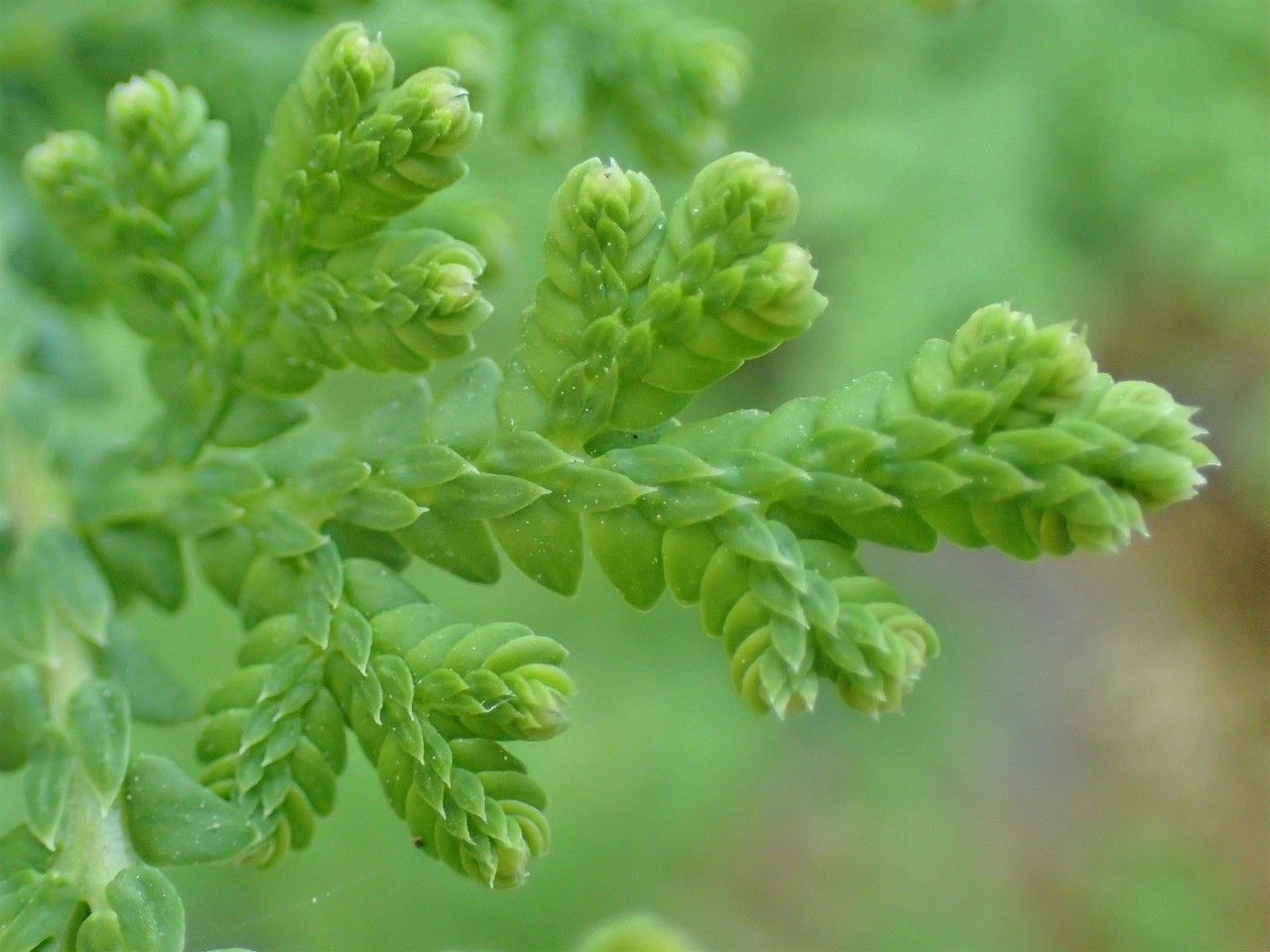 Selaginella tamariscina leaf