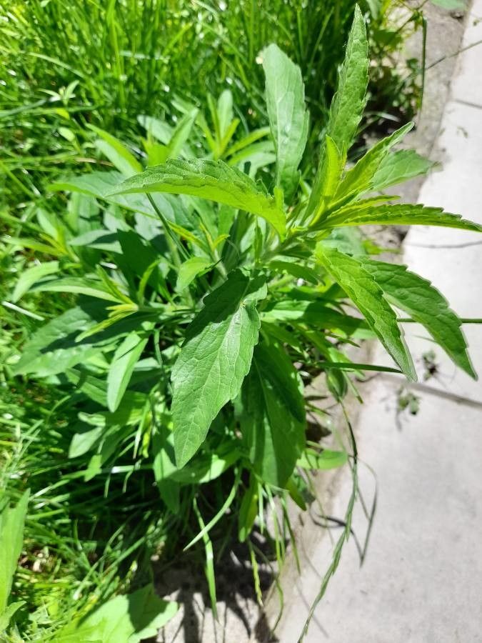 Leucanthemella serotina habit