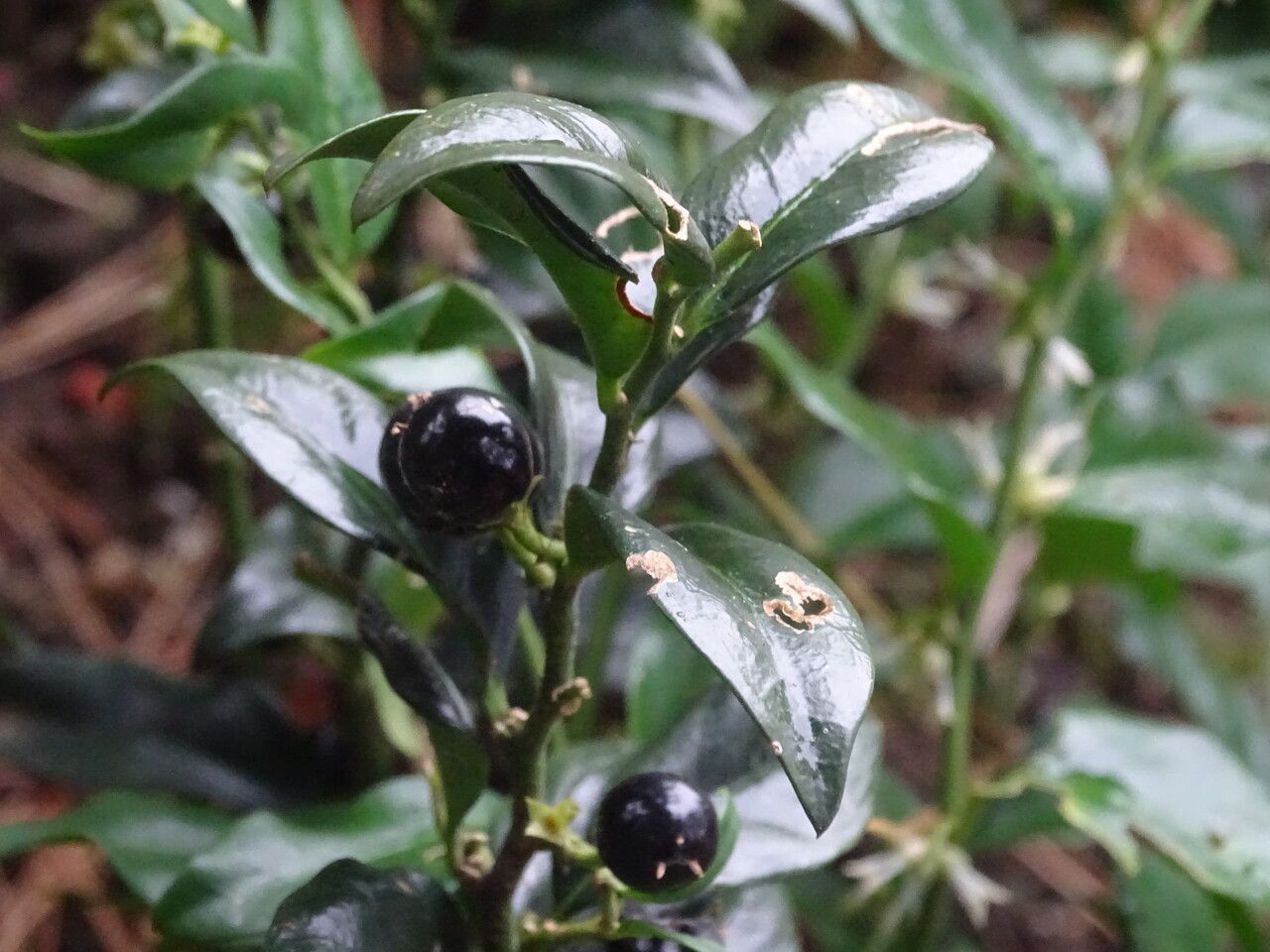 Sarcococca confusa fruit