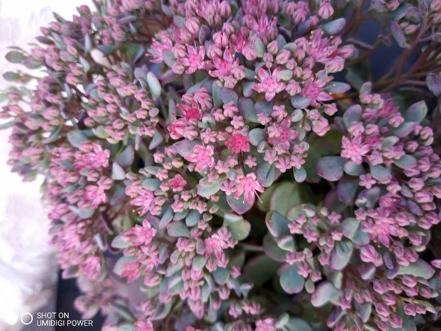 Sedum cyaneum flower