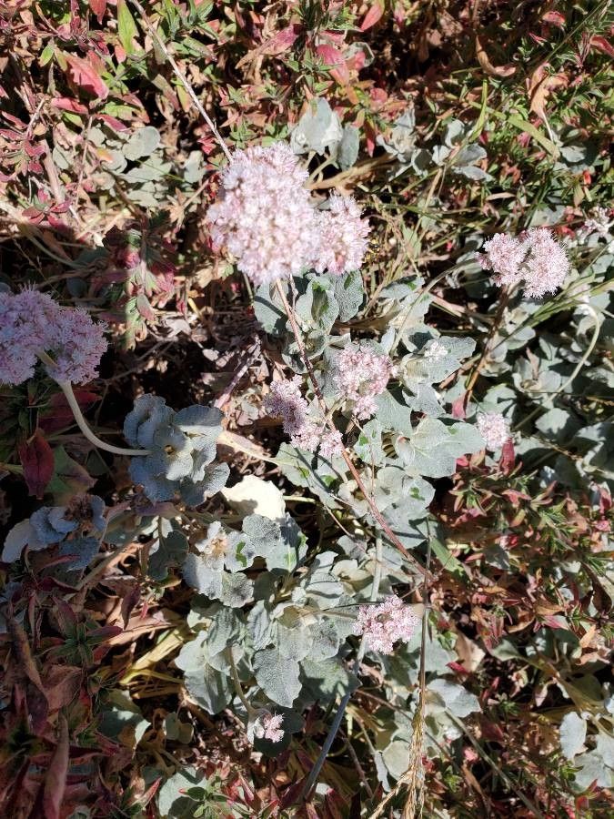 Eriogonum cinereum flower