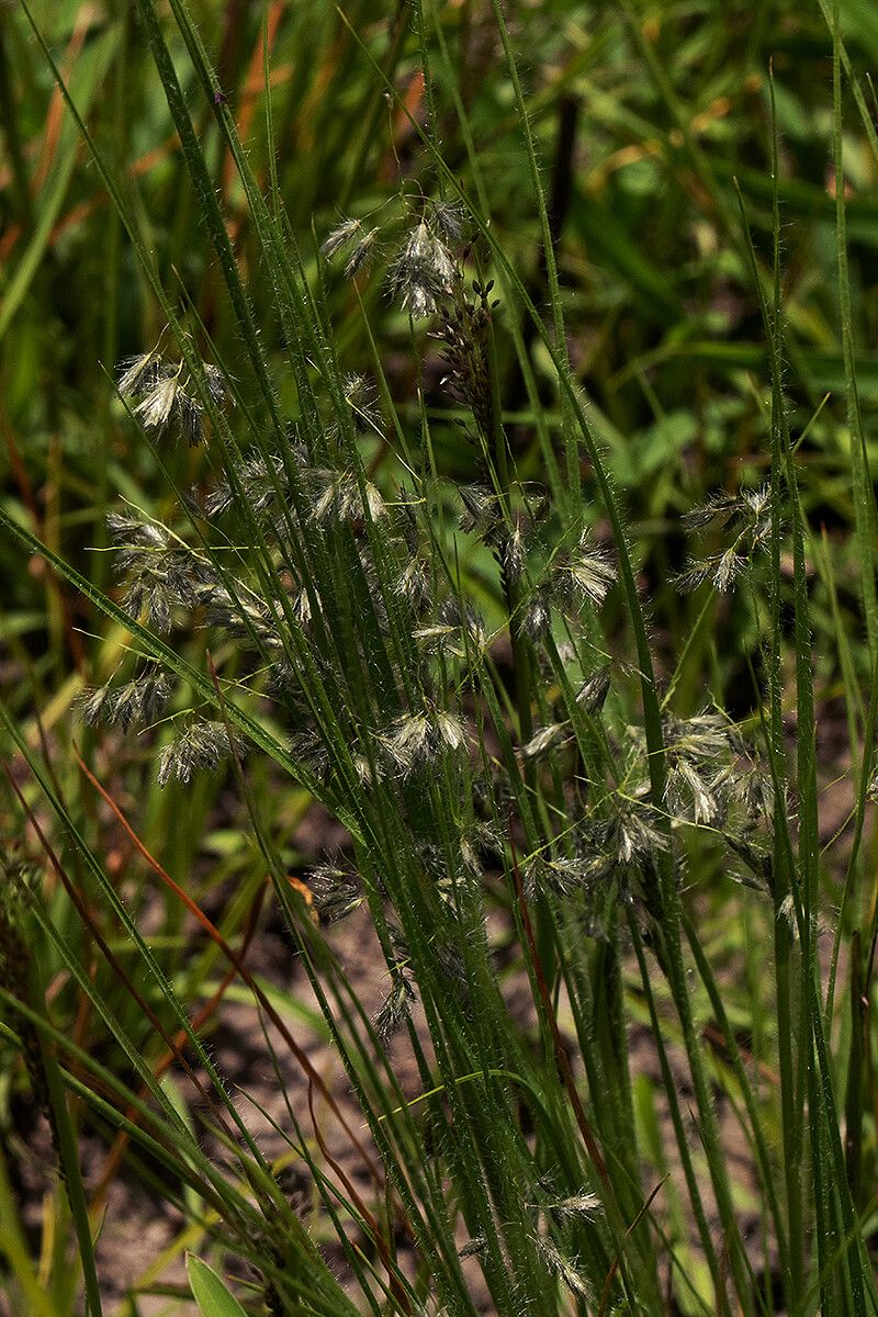 Eragrostis hispida habit