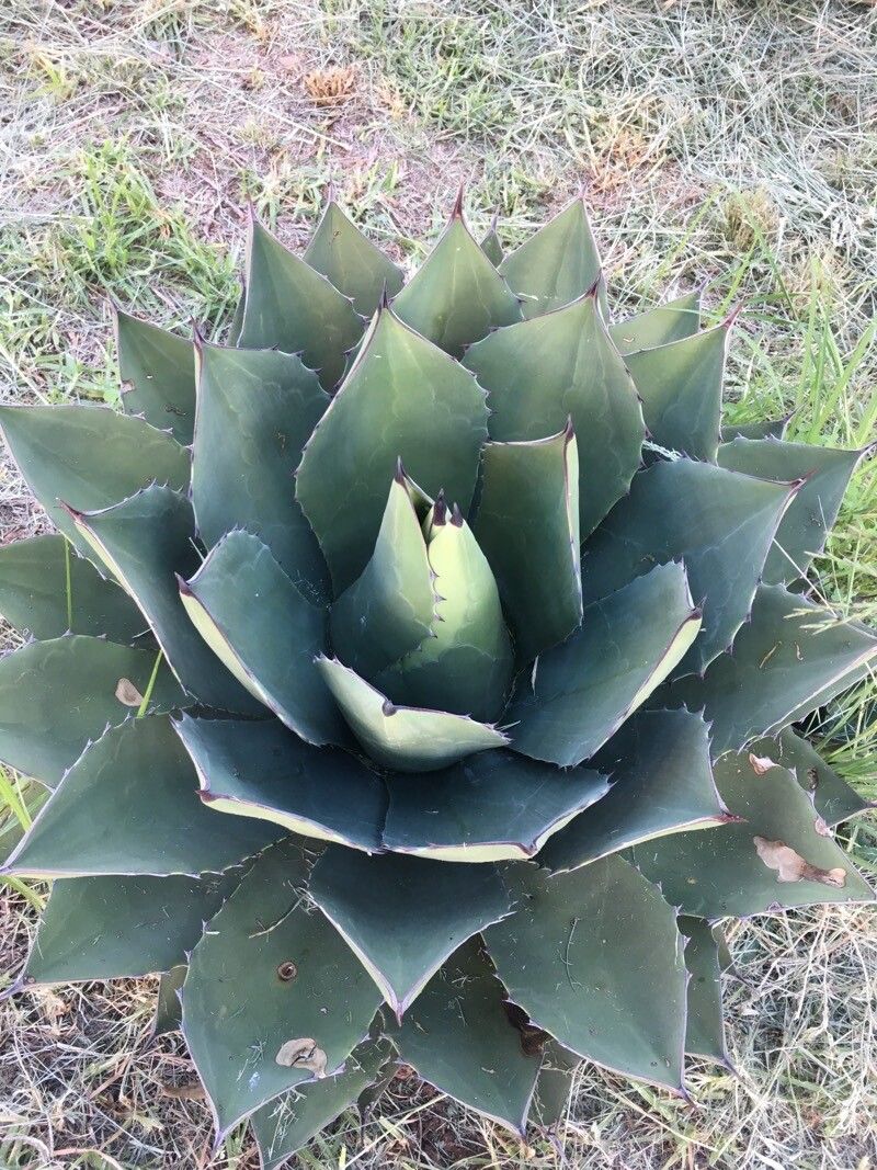 Agave parryi bark