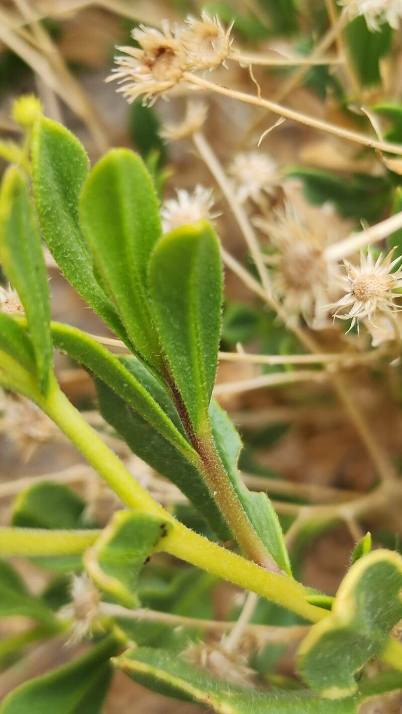 Pulicaria mucronifolia — houseplant care guide