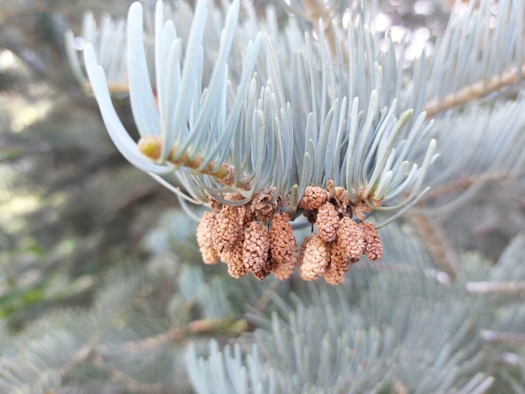 Abies concolor fruit