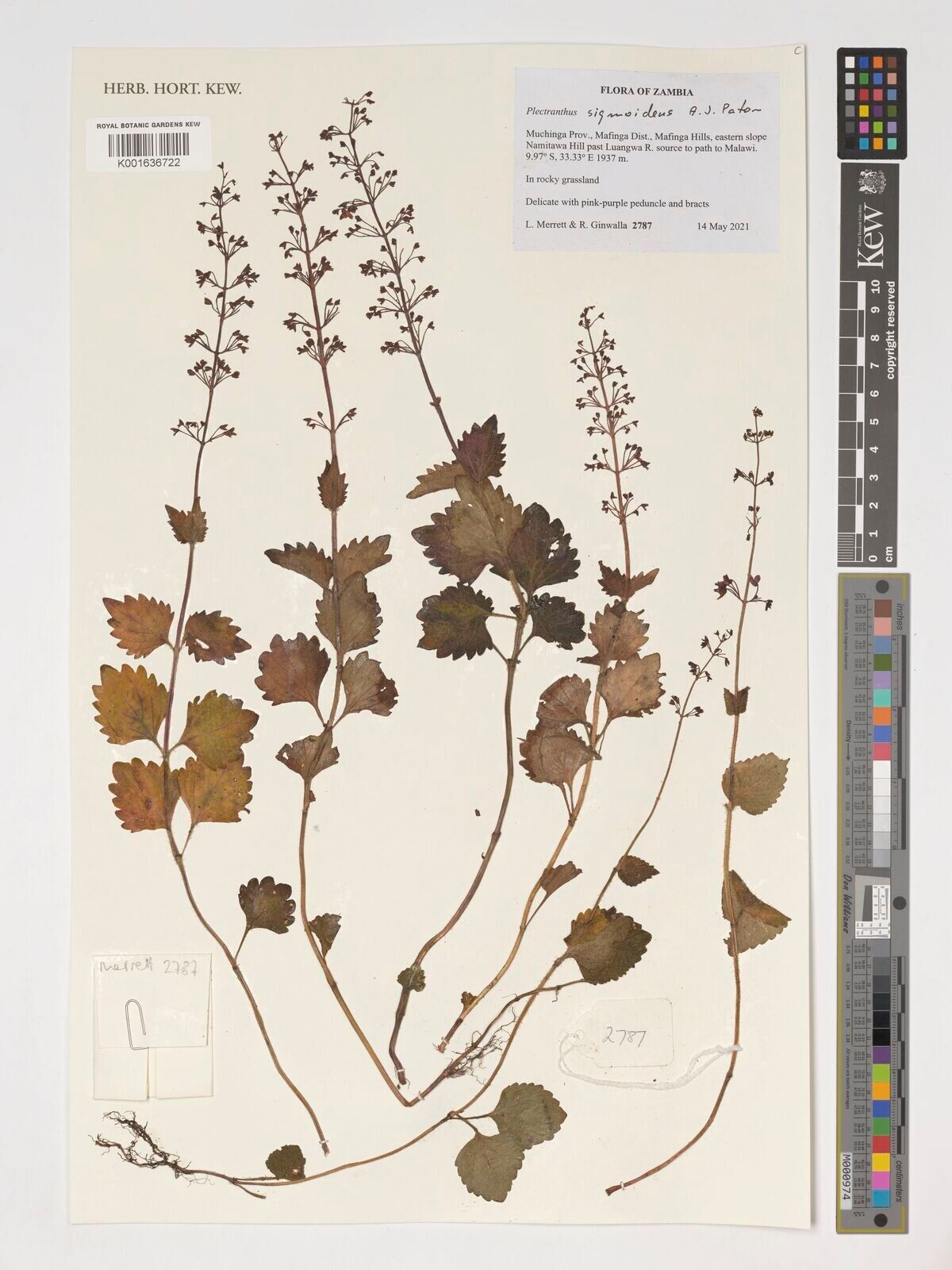 Coleus sigmoideus — houseplant care guide