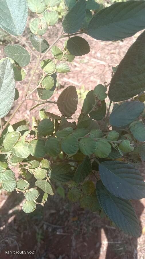 Phyllodium pulchellum flower