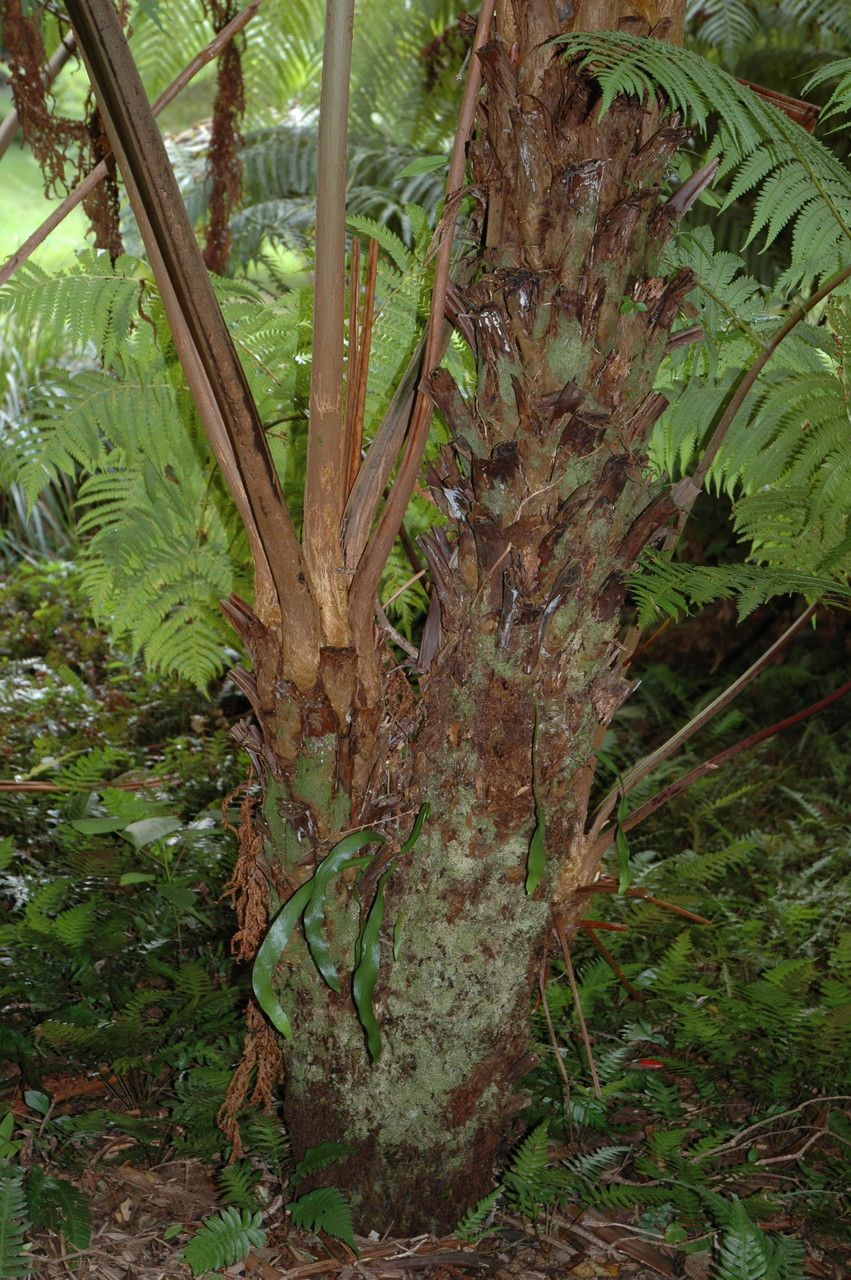 Microlepia strigosa bark