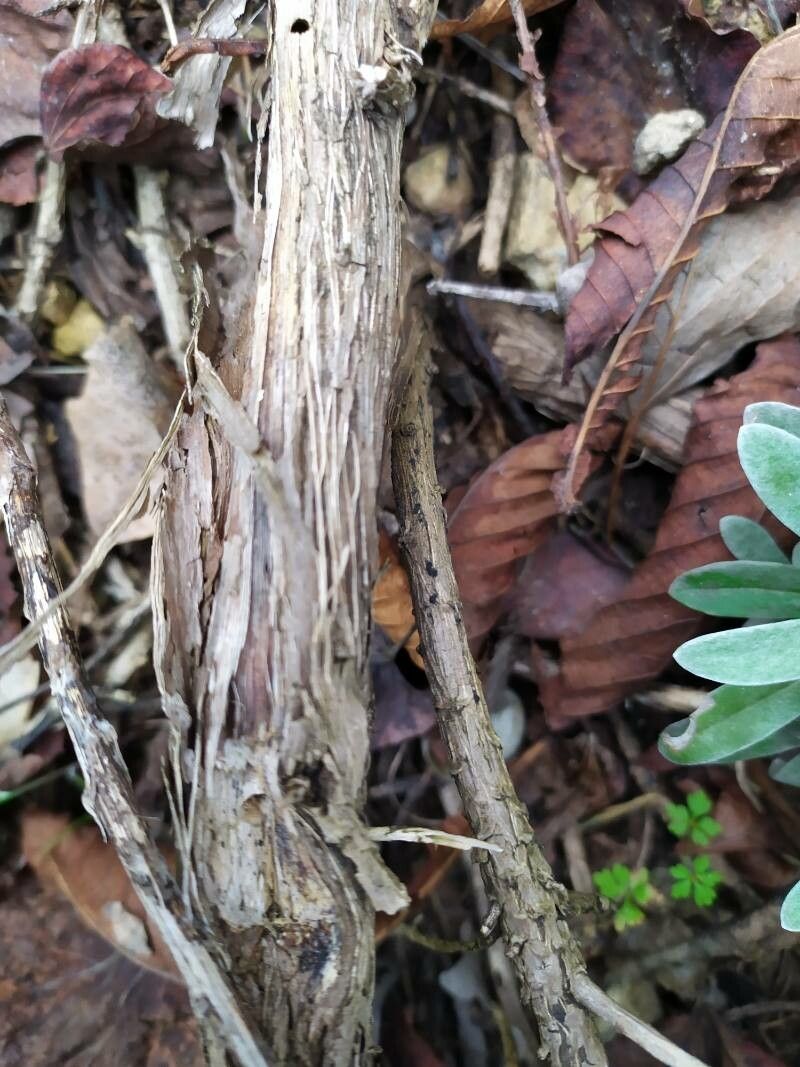 Helichrysum orientale bark