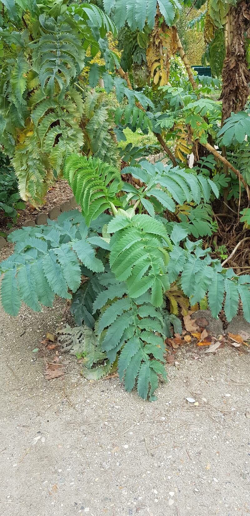 Francoa ramosa habit