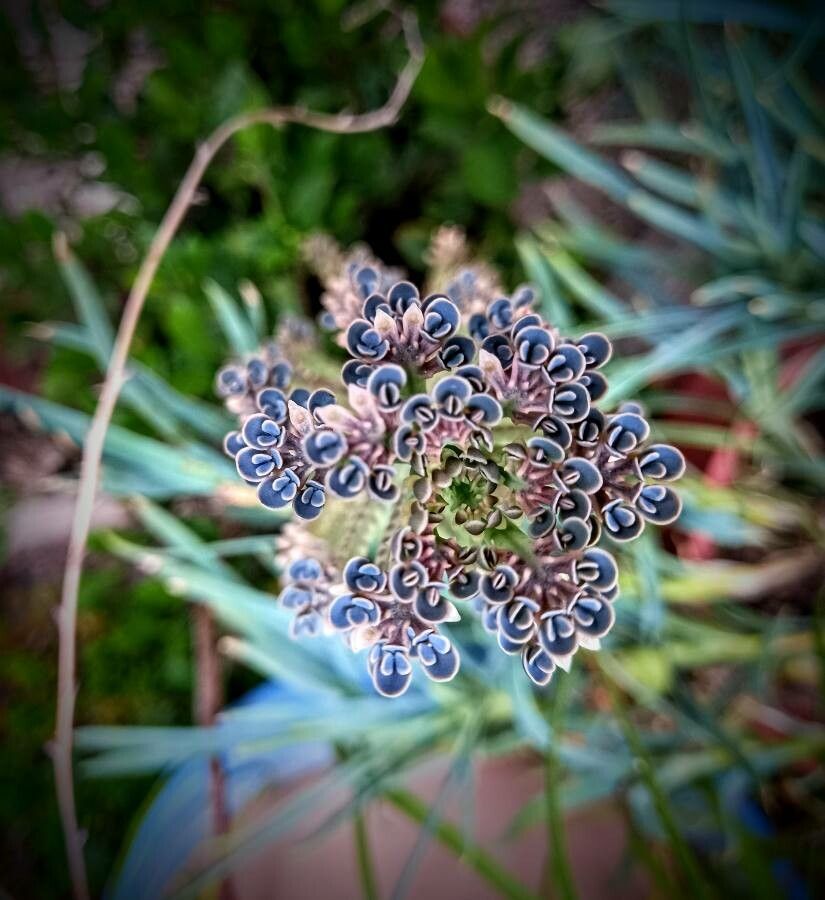Bryophyllum delagoense leaf