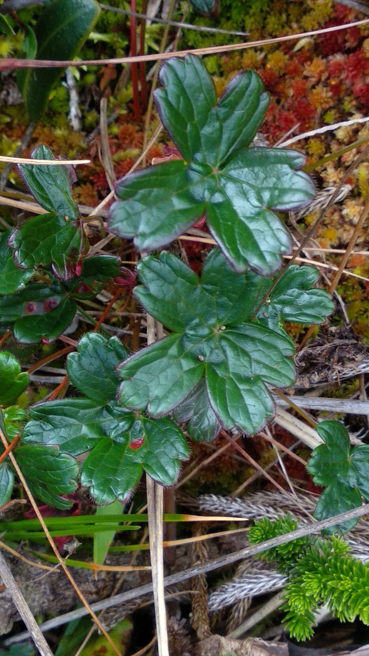 Geranium multiceps — houseplant care guide