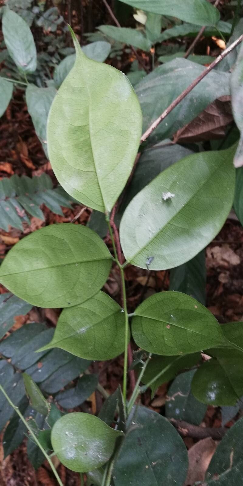 Rourea coccinea — houseplant care guide