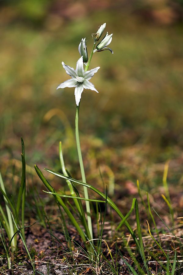 Ornithogalum nutans habit