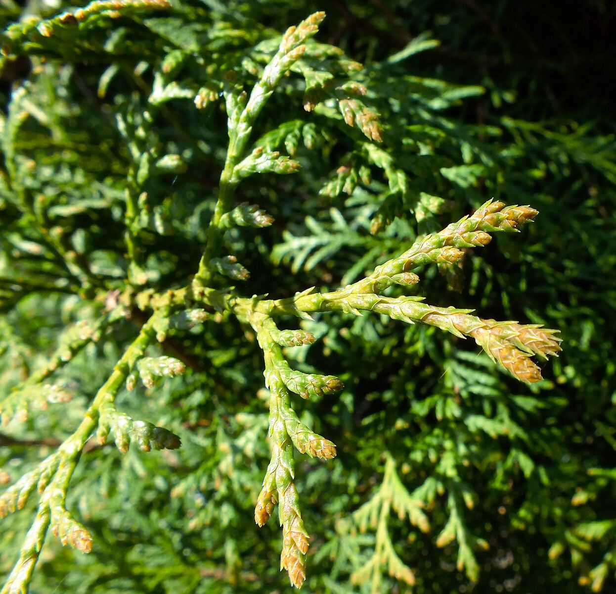Thuja koraiensis flower