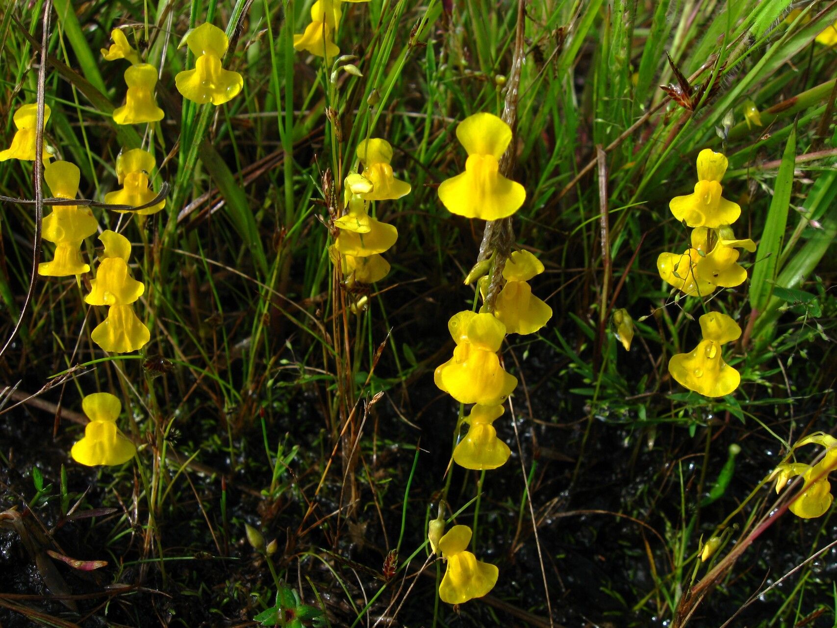 Utricularia scandens — houseplant care guide