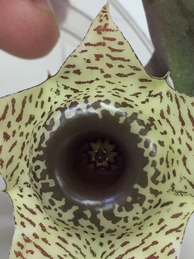 Huernia plowesii flower