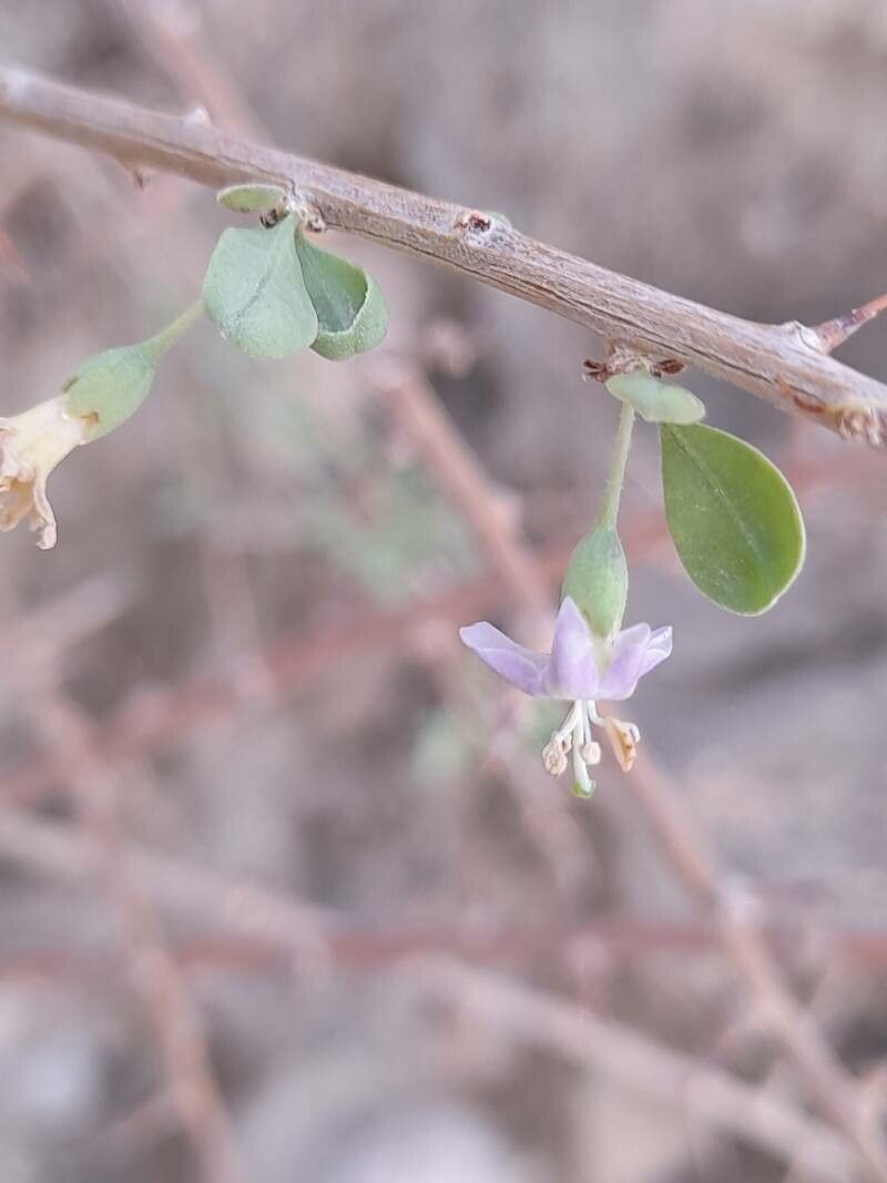 Lycium depressum flower