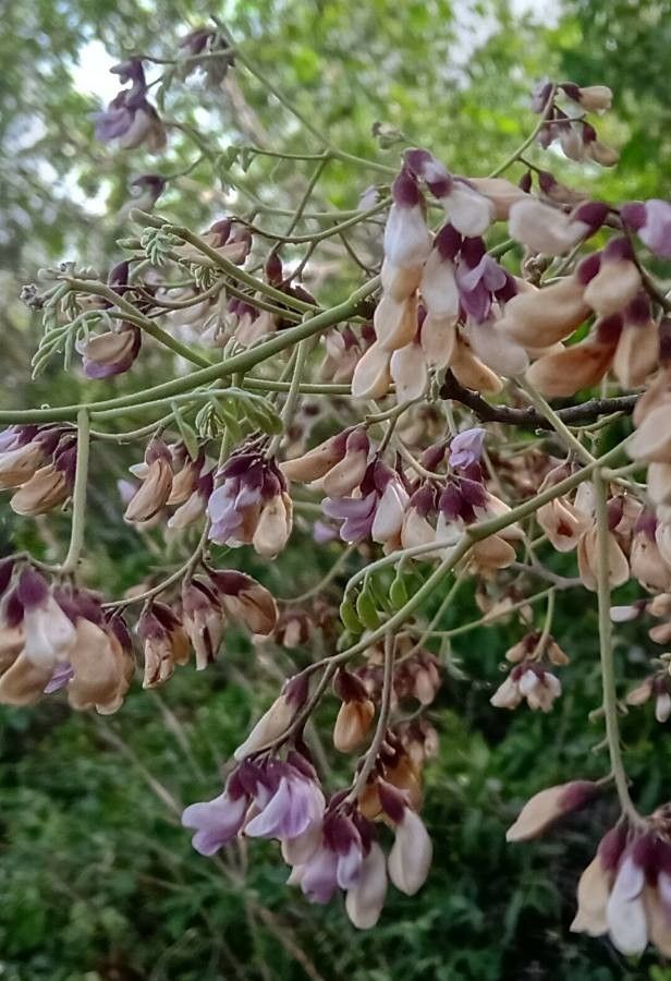 Derris elliptica flower
