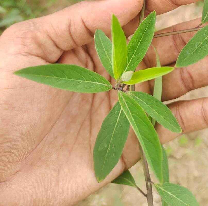 Sphenoclea zeylanica leaf