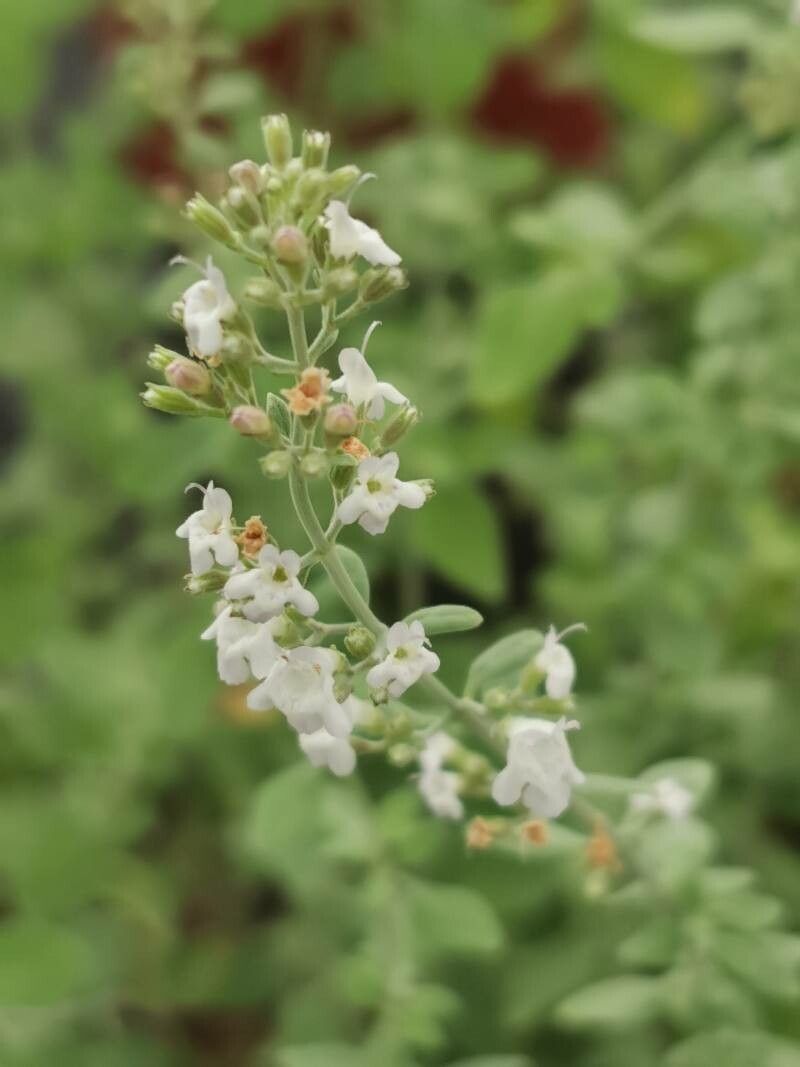 Micromeria fruticosa flower