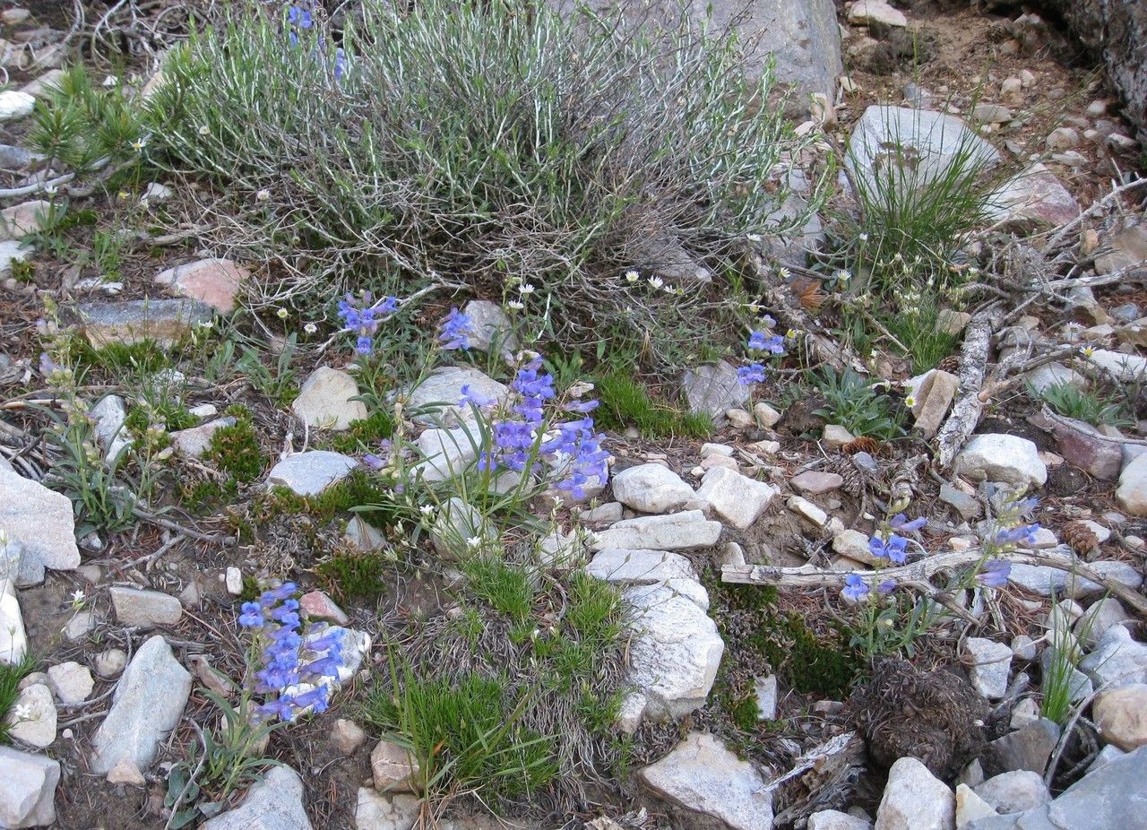 Penstemon humilis habit