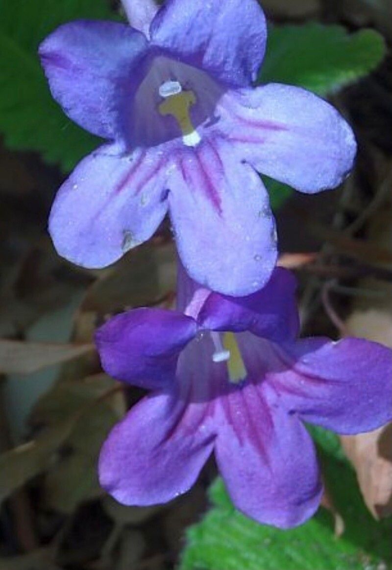 Streptocarpus primulifolius flower