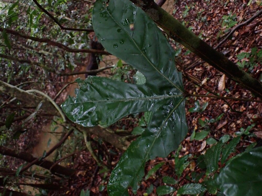 Cola mahoundensis — houseplant care guide