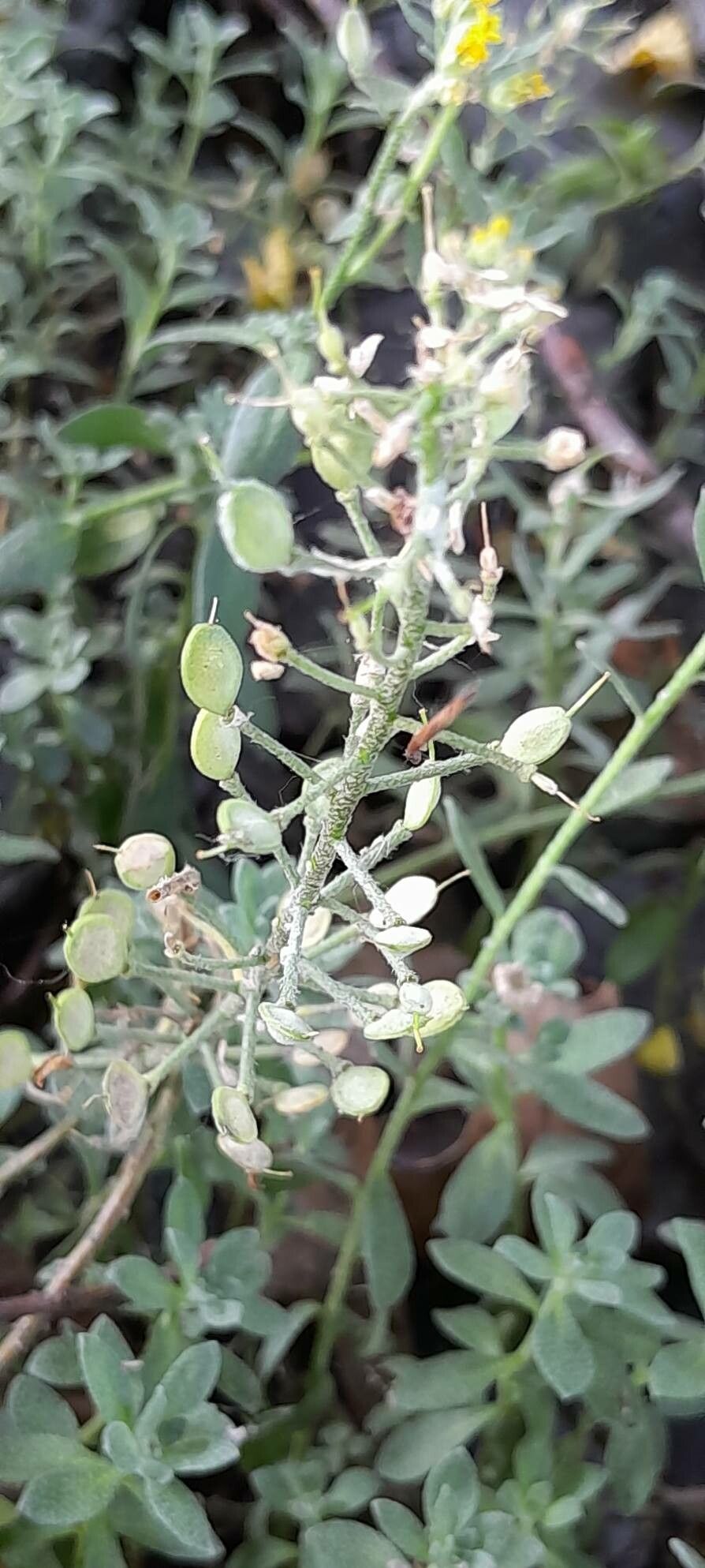 Alyssum wulfenianum fruit