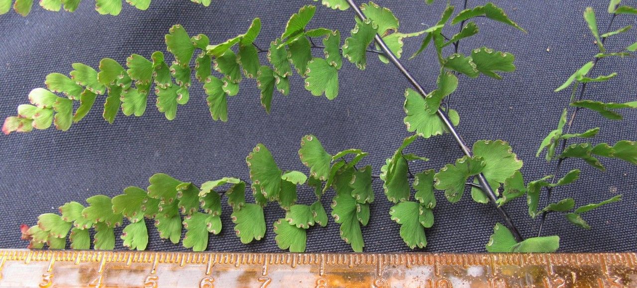 Adiantum concinnum other