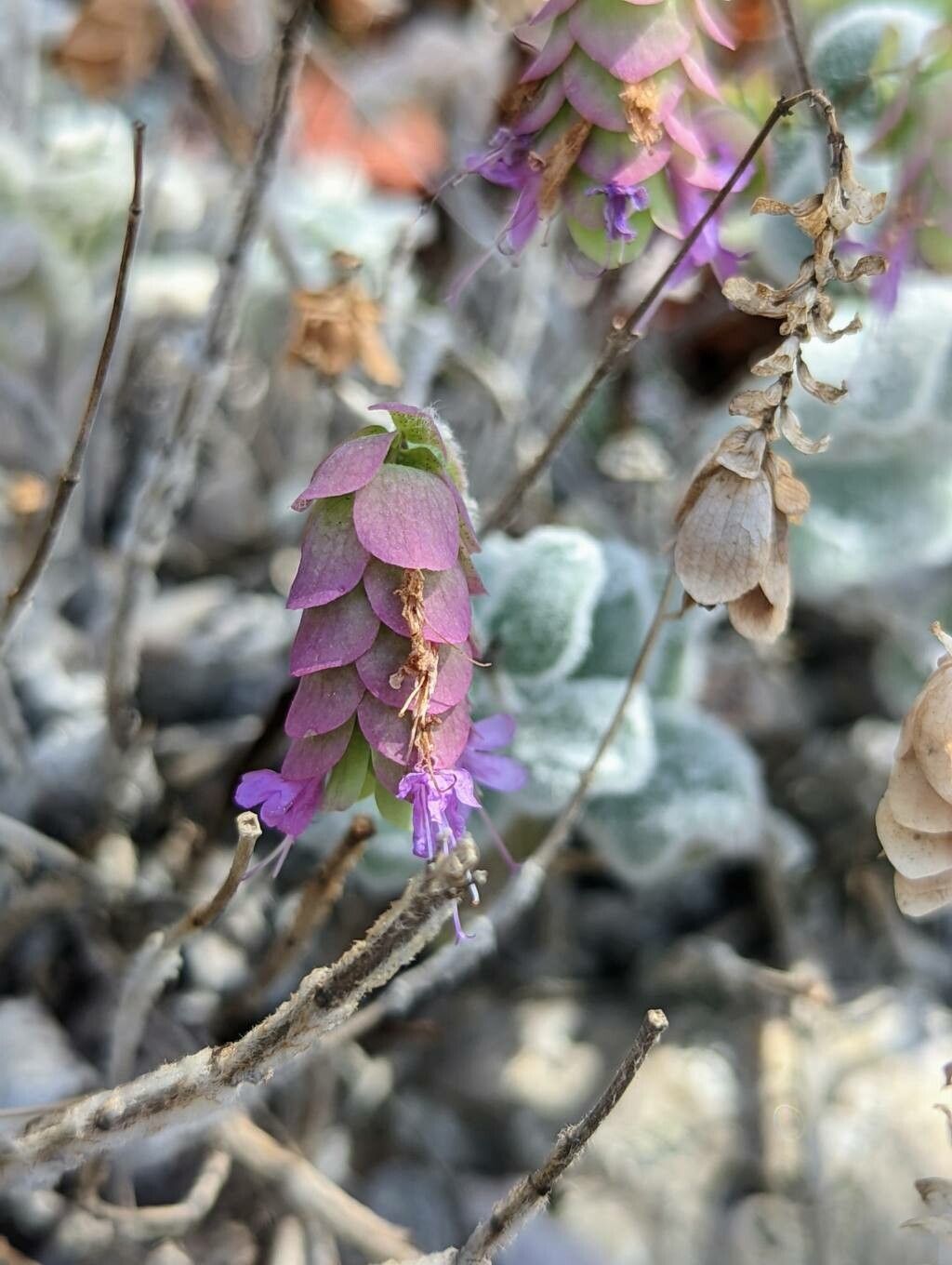 Origanum dictamnus flower