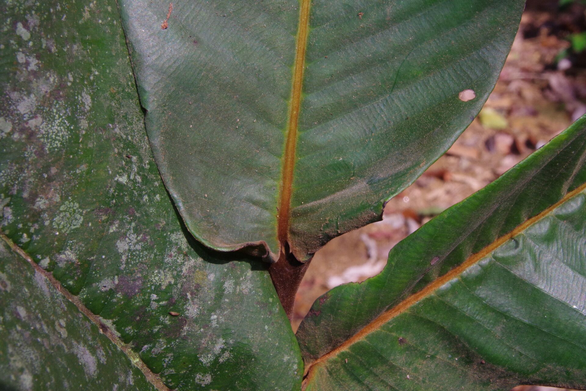 Piptostigma calophyllum — search result for 'Calophyllum'