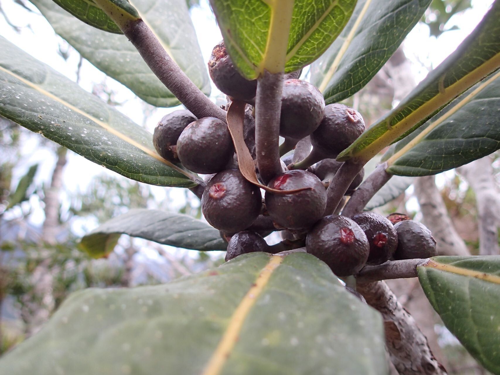 Ficus asperula — search result for 'Asperula'