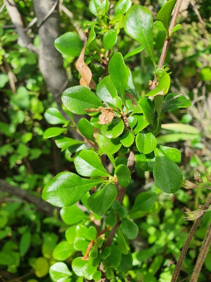 Turraea parvifolia — houseplant care guide