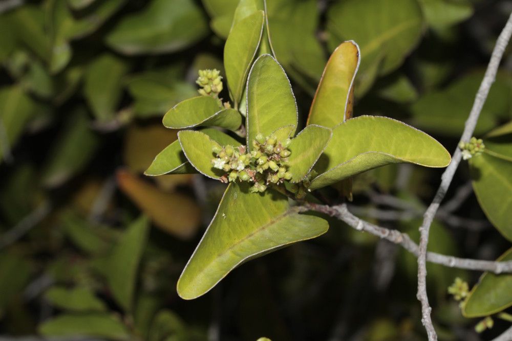 Hunga cordata — search result for 'Chrysobalanaceae'