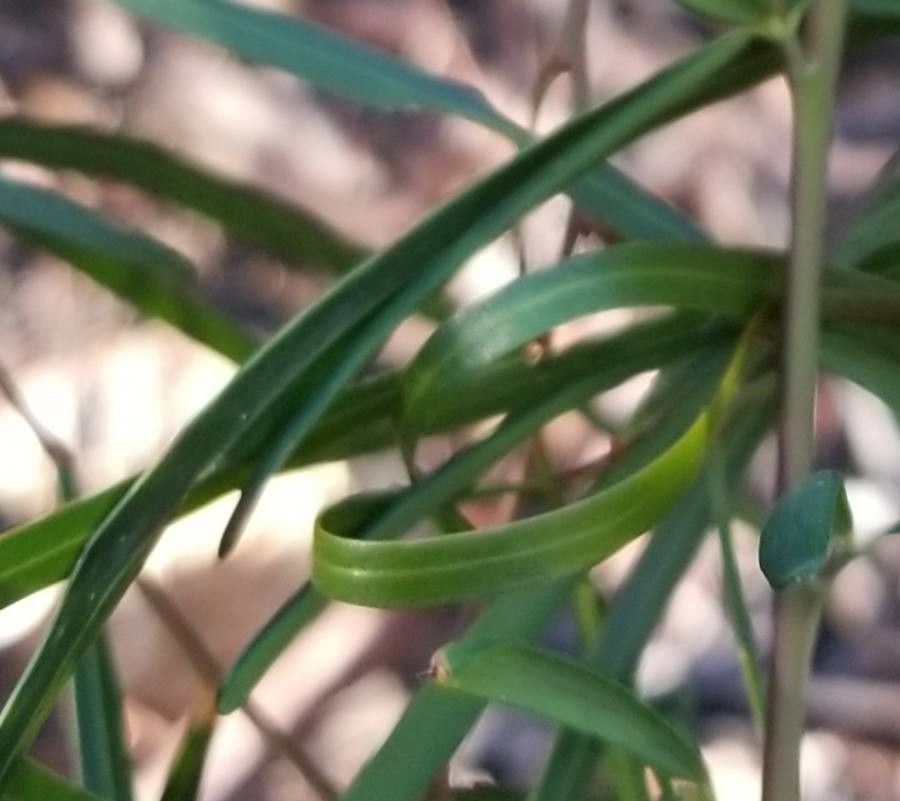 Gompholobium latifolium — related species from the same genus