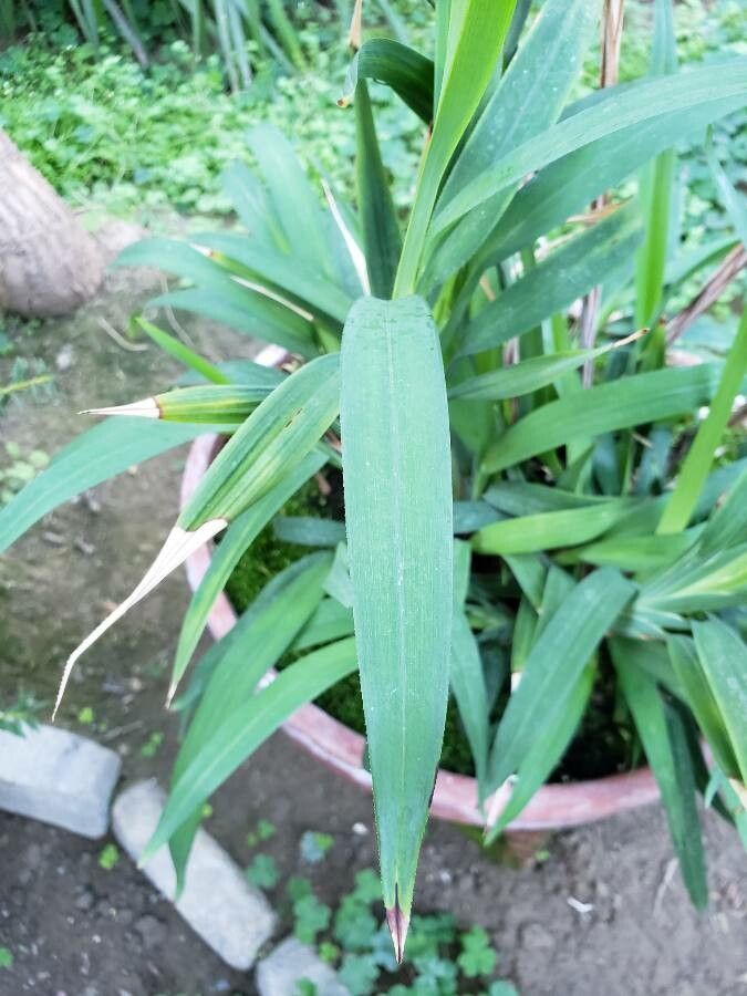 Dianella caerulea leaf