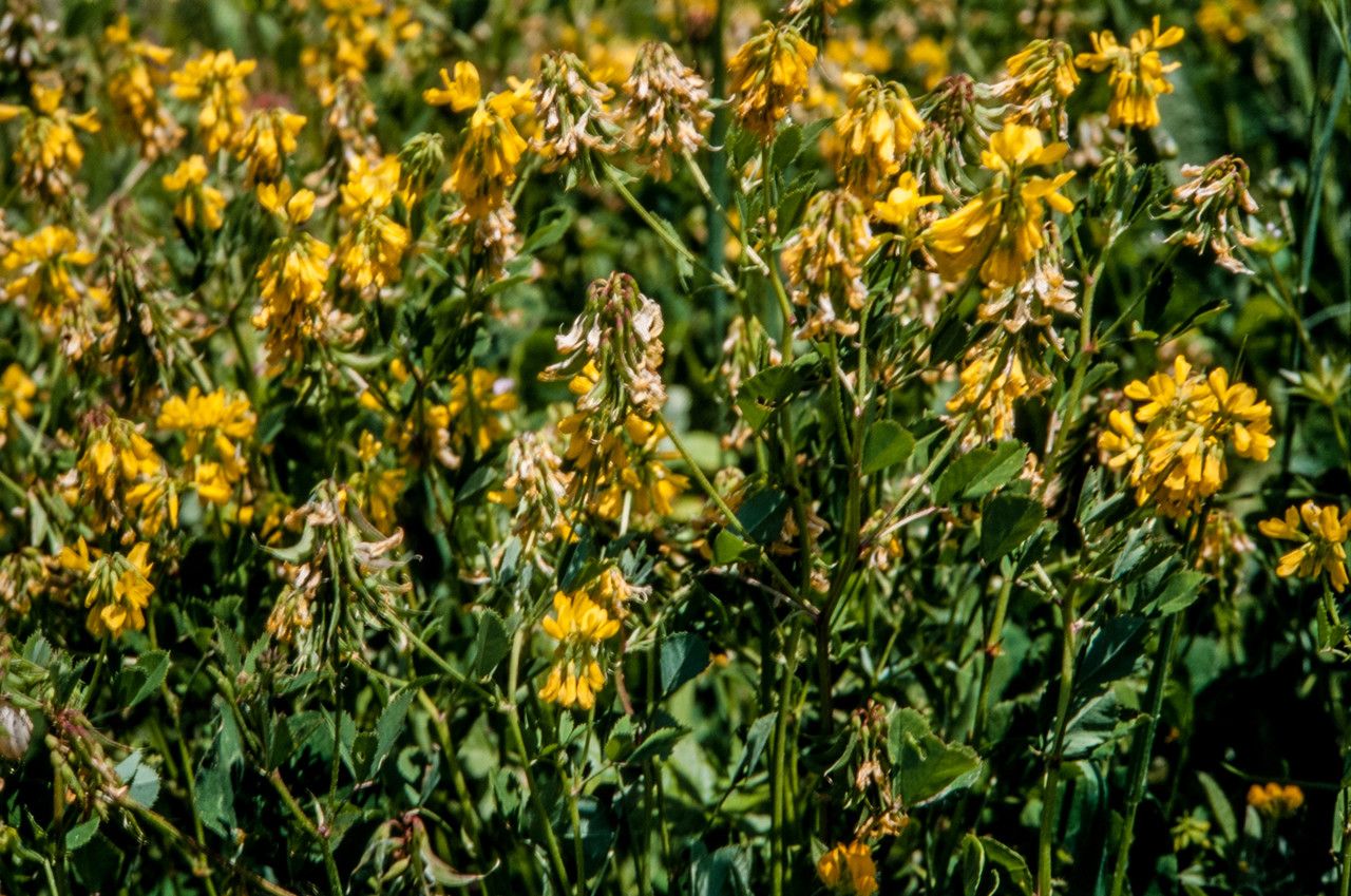 Trigonella balansae flower