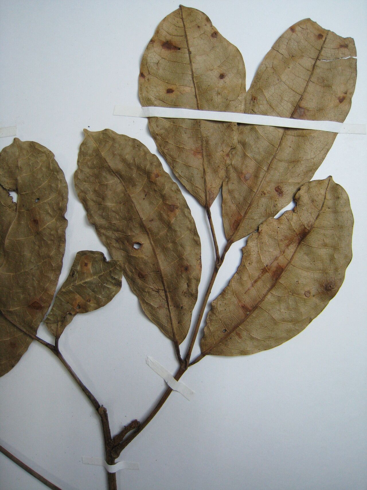 Protium cuneatum other