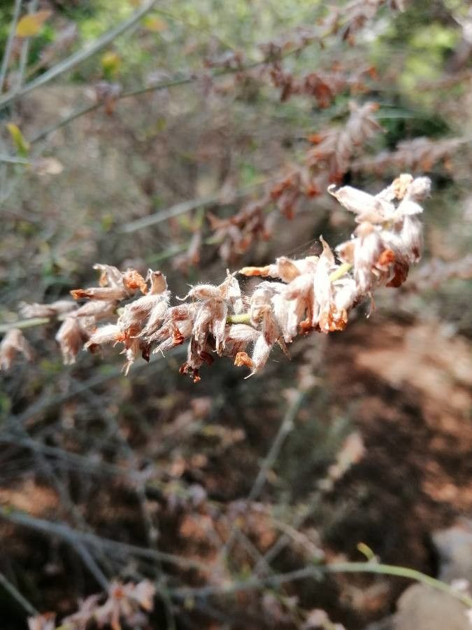 Anthyllis cytisoides fruit