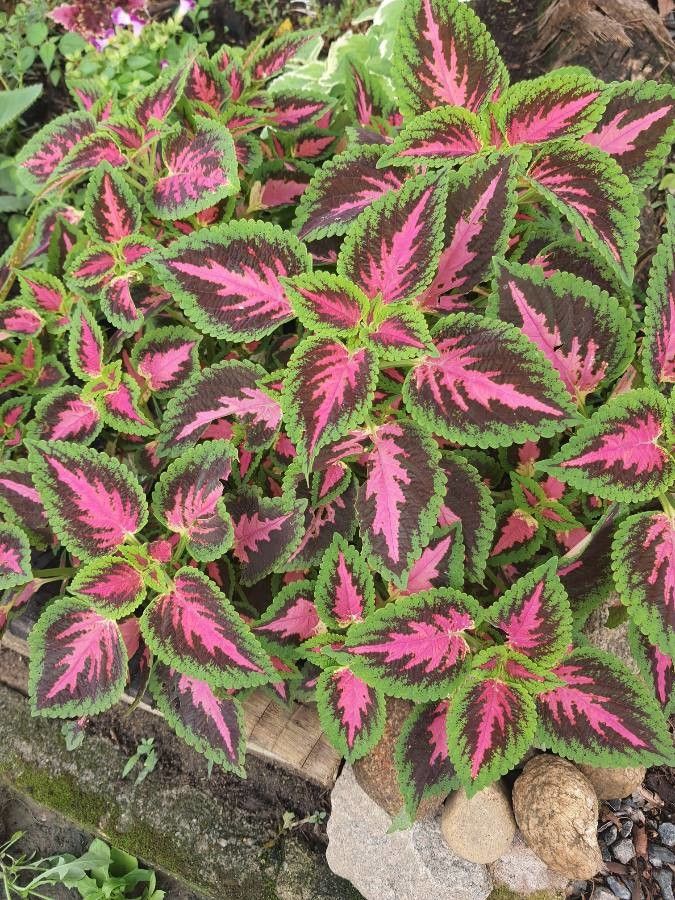 Coleus spp. — search result for 'Coleus'