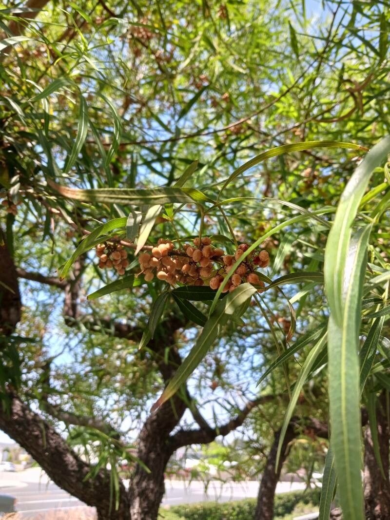 Searsia lancea fruit