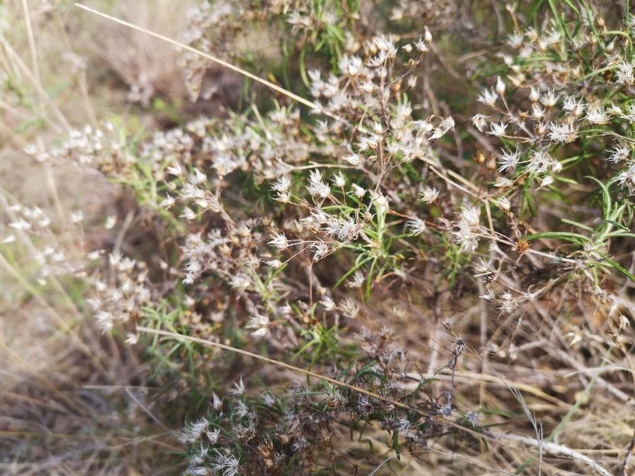 Phagnalon umbelliforme — houseplant care guide