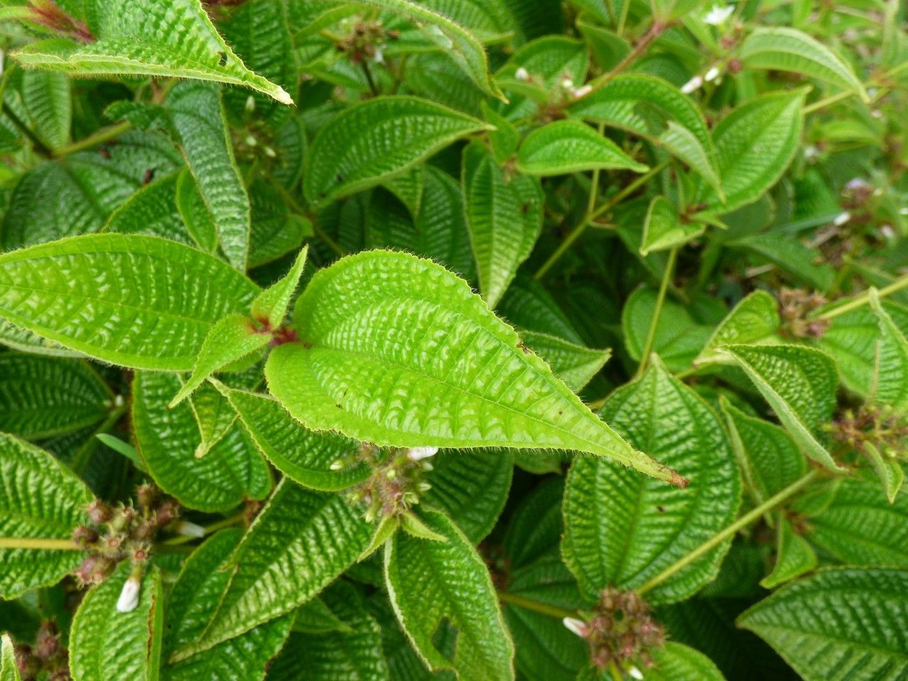 Clidemia hirta leaf
