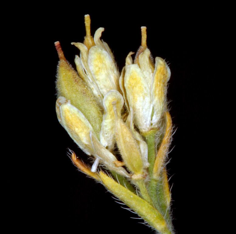 Cusickiella quadricostata flower
